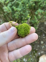 Ptychomitrium incurvum
