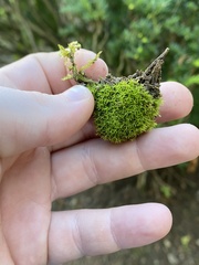 Ptychomitrium incurvum