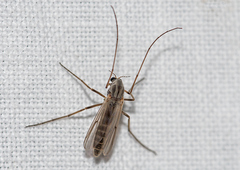 Chironomidae