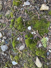 Ptychomitrium incurvum
