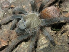 Aphonopelma peloncillo