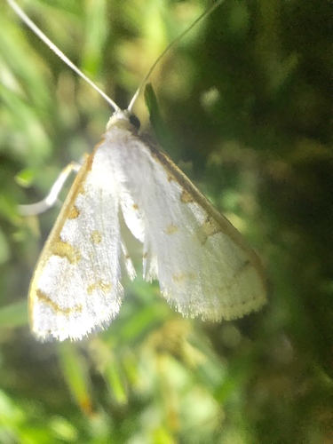 Palpita minuscula observed 2018-07-27