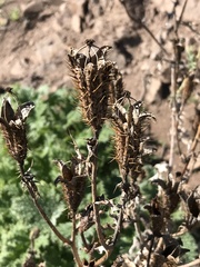 Argemone hunnemannii