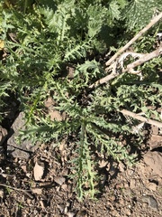 Argemone hunnemannii