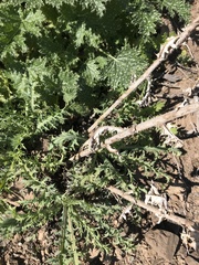 Argemone hunnemannii