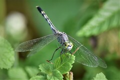 Diplacodes trivialis