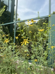 Rudbeckia laciniata
