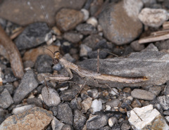 Litaneutria obscura