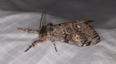 Orgyia pseudotsugata