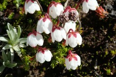 Harrimanella hypnoides