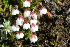 Harrimanella hypnoides