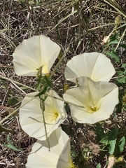Convolvulus palaestinus