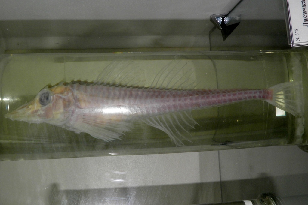 Freemanichthys