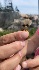 Libellula semifasciata