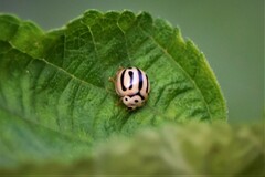 Phrynocaria perrotteti