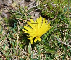 Crepis terglouensis