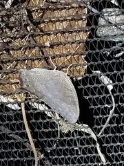 Anaea aidea