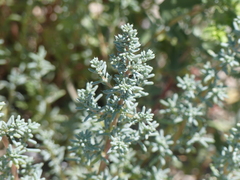 Halogeton