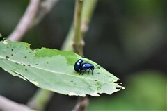 Platycorynus peregrinus