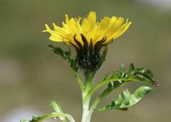 Crepis terglouensis