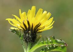 Crepis terglouensis