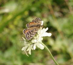 Melitaea interrupta