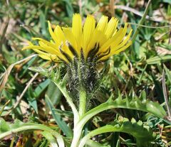 Crepis terglouensis