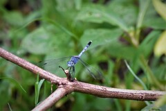 Diplacodes trivialis