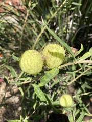 Gomphocarpus