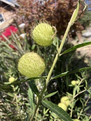 Gomphocarpus