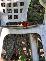 Cardinalis cardinalis