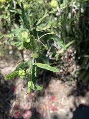 Gomphocarpus