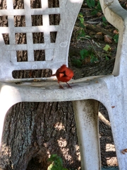 Cardinalis cardinalis