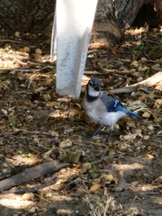Cyanocitta cristata