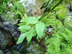 Erysiphe vanbruntiana