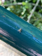 Dendryphantina