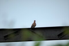 Streptopelia senegalensis