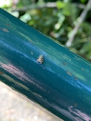 Dendryphantina