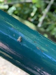 Dendryphantina