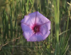 Ipomoea leptophylla