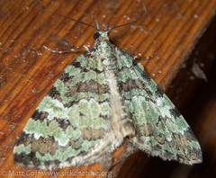 Hydriomena speciosata