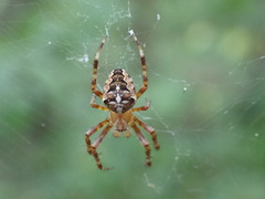 Araneus diadematus