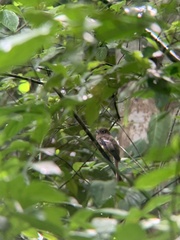 Trogon rufus