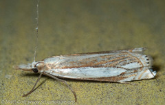 Crambus pascuella