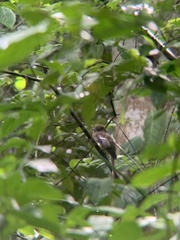 Trogon rufus