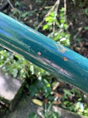 Salticinae