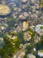 Hemigrapsus oregonensis