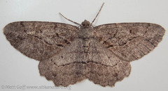 Neoalcis californiaria