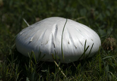 Agaricus campestris