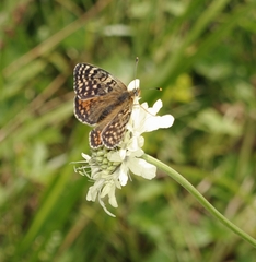 Melitaea interrupta
